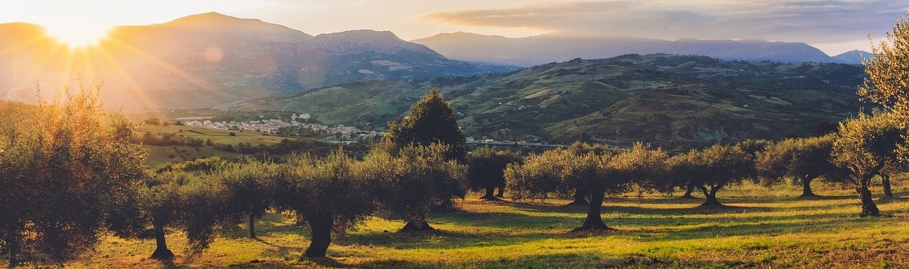 Olive Orchard