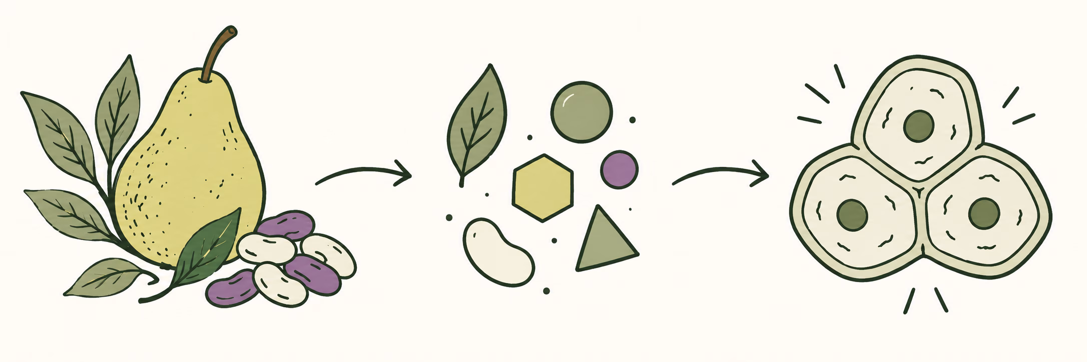 Food supplies nutrient components that support tissue maintenance and repair